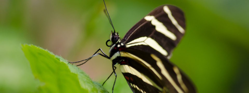 Zebra Longwing Butterfly :  jQuery Slider CSS 