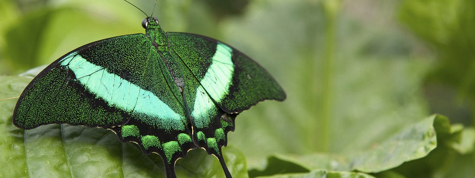 Green butterfly : jQuery Ui Slider CSS