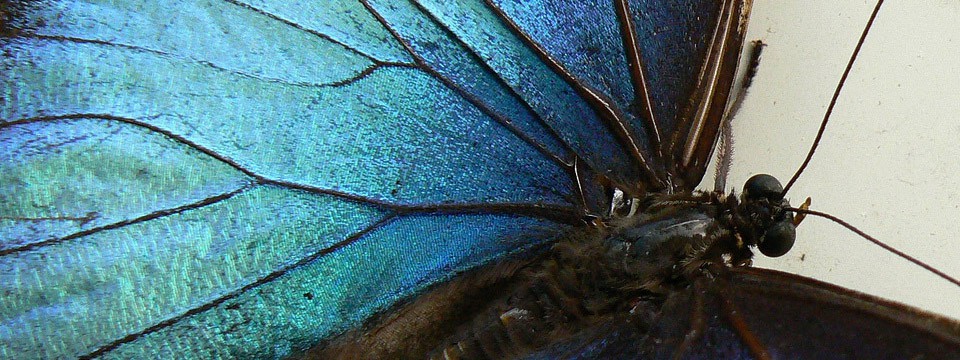 Blue morpho : CSS Photo Slider
