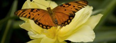 Beautiful butterfly