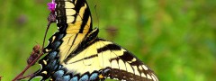 Butterfly on the ironweed