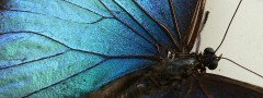 Blue morpho