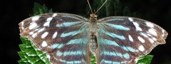 Fantastic butterfly