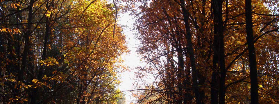 Alley in autumn : jQuery Picture Slider