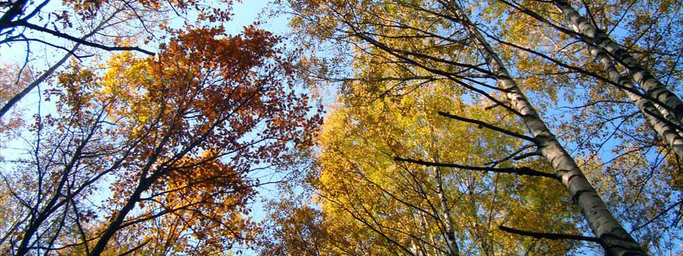 Autumn trees : Javascript Picture Slider