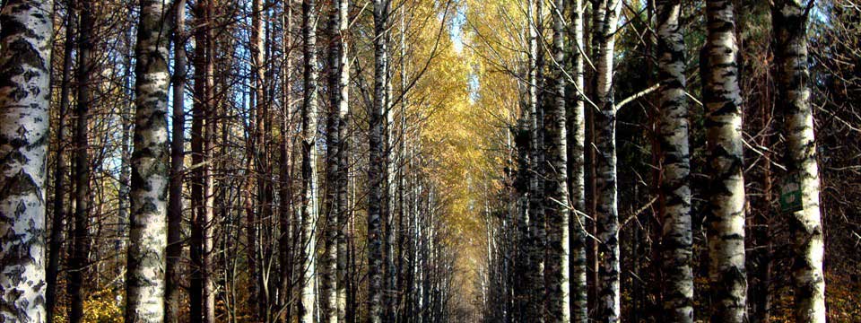 Birch trees in autumn : HTML Picture Slider