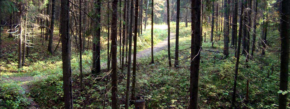 Forest path : CSS Picture Slider
