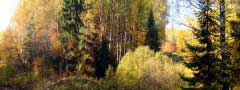 Autumn landscape