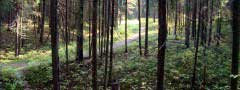 Forest path