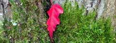 Red leaf