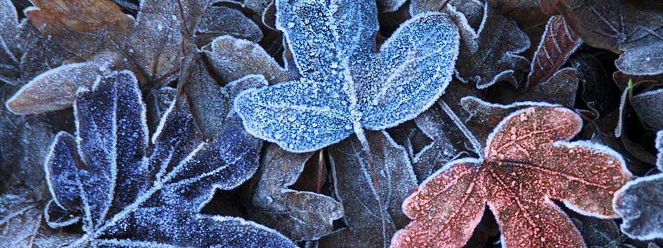 Frosty : Best Image Slider