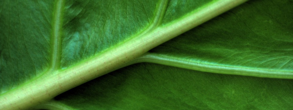 Leaf : Best jQuery Slideshow 2011