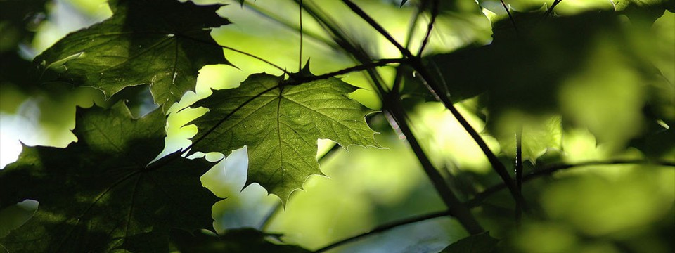 Leaf in Horten : Best Slideshow jQuery