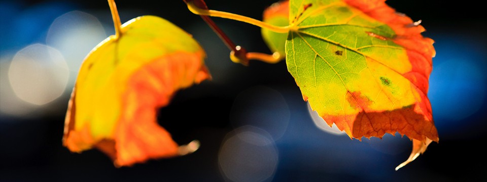 Leaves : Best jQuery Slideshow