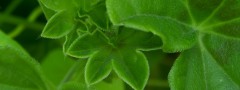 Geranium