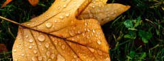 Autumn leaves