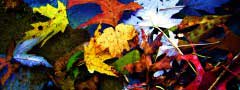 Leaves and Water