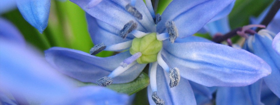 Blue Flowers : jQuery Vertical Panel Slider