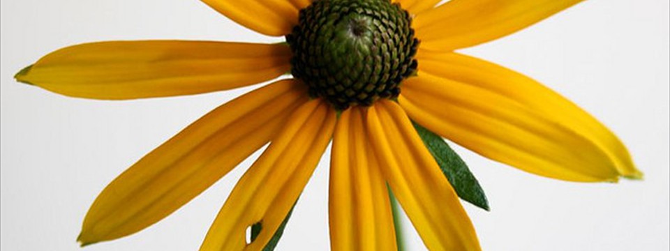 Flower on White : Vertical Image Slideshow