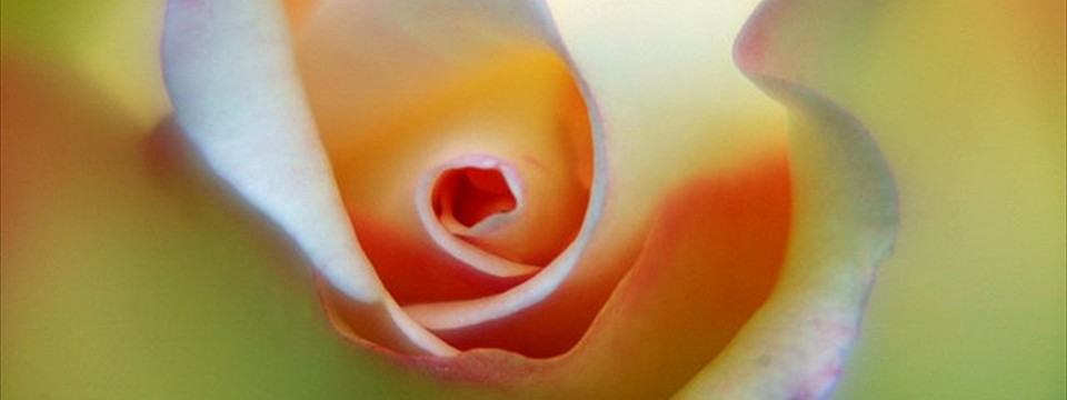 Flower close up : Vertical Slider jQuery