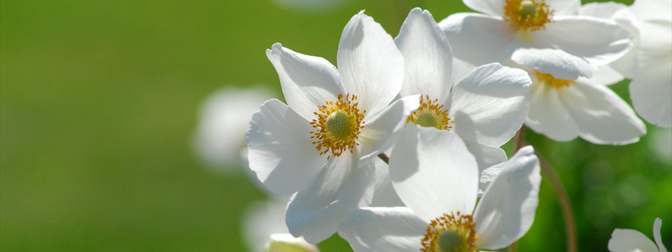 Flowers on Green : Vertical Image Slider jQuery