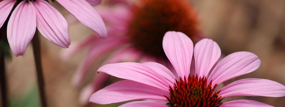 Parker Flowers : Vertical Slider
