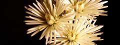 Flowers : Vertical Slider