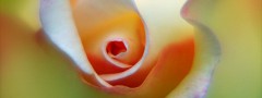 Flower close up : jQuery Vertical Slide Navigation