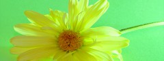 Flower on Green : jQuery Vertical Slide Navigation
