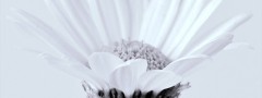 White Flower : jQuery Slider Vertical