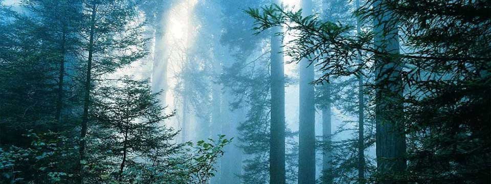 In the woods : jQuery Div Slider