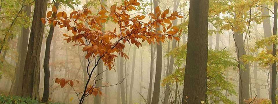 Sapling : jQuery HTML Slider