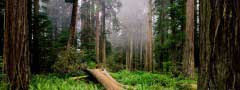 Fallen tree