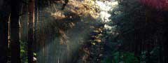 Forest glade : jQuery HTML Page Slider