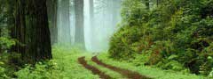 The road in the woods : Div Slider Using jQuery