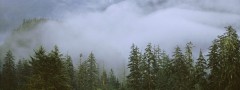 Morning mist over the forest :jQuery Slider Div Horizontal