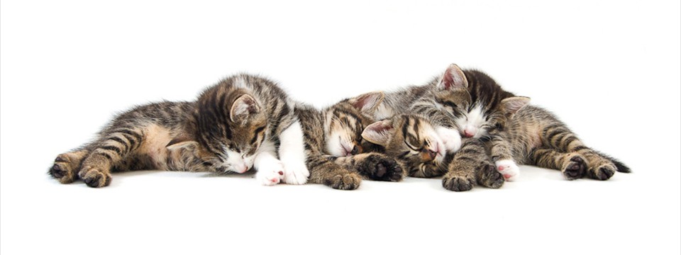 Sleeping Kitties