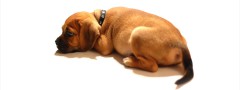 Puppy : jQuery Step Carousel