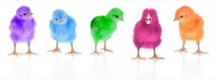 Rainbow Chicks : jQuery Carousel Image Slider