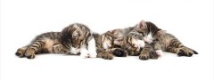 Sleeping Kitties : jQuery Banner Carousel