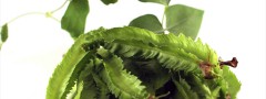 Winged beans : Ken Burns Software