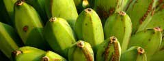 Ash Plantains : Ken Burns Effect Slideshow