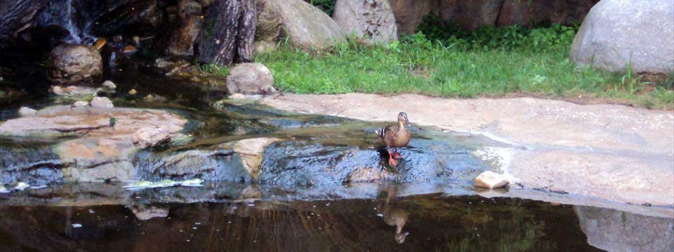 Duck : jQuery Image Slideshow