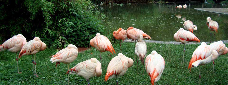 Flamingo : Javascript Photo Slideshow