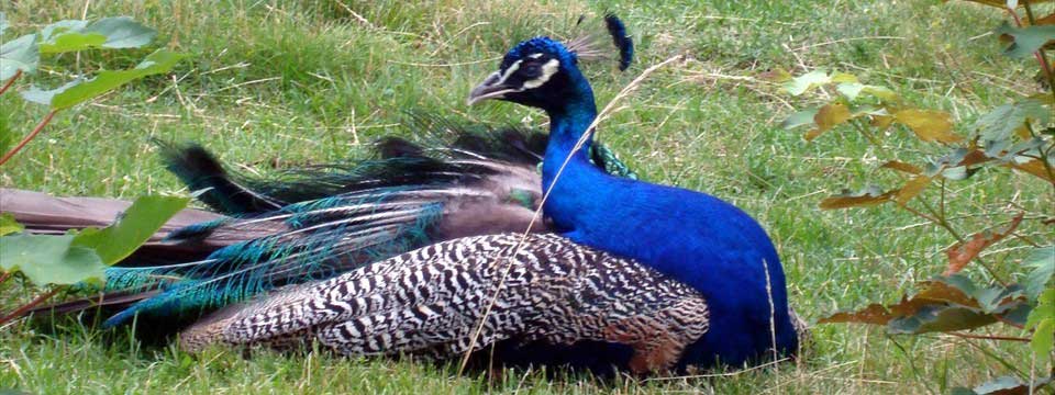 Peafowl : Javascript Code for Slideshow