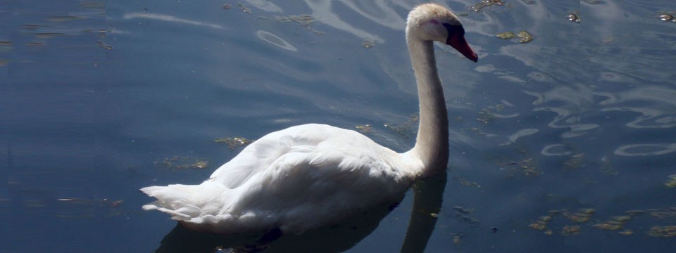 Swan: Javascript Horizontal Slideshow